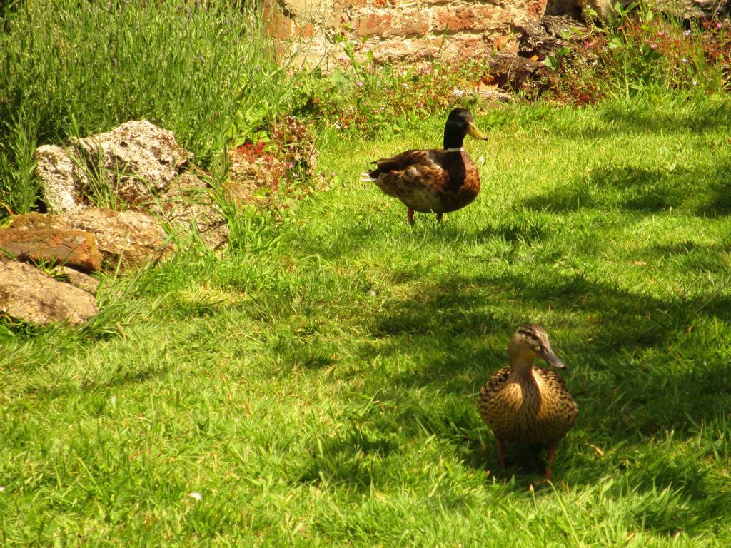 Old Manor House Bed and Breakfast Shepperton Εξωτερικό φωτογραφία